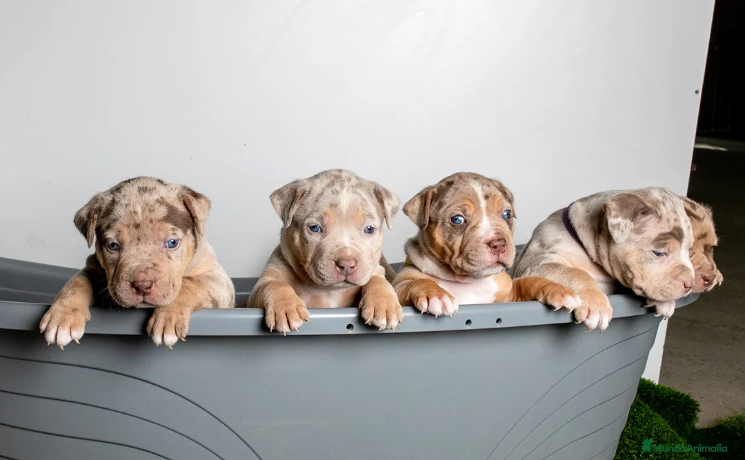 American Bully perros en venta: Cachorros American Bully XL disponibles  en Barcelona - Anuncio 2