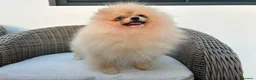 Pomerania perros en venta: Pomerania hembra toy - Anuncio 6