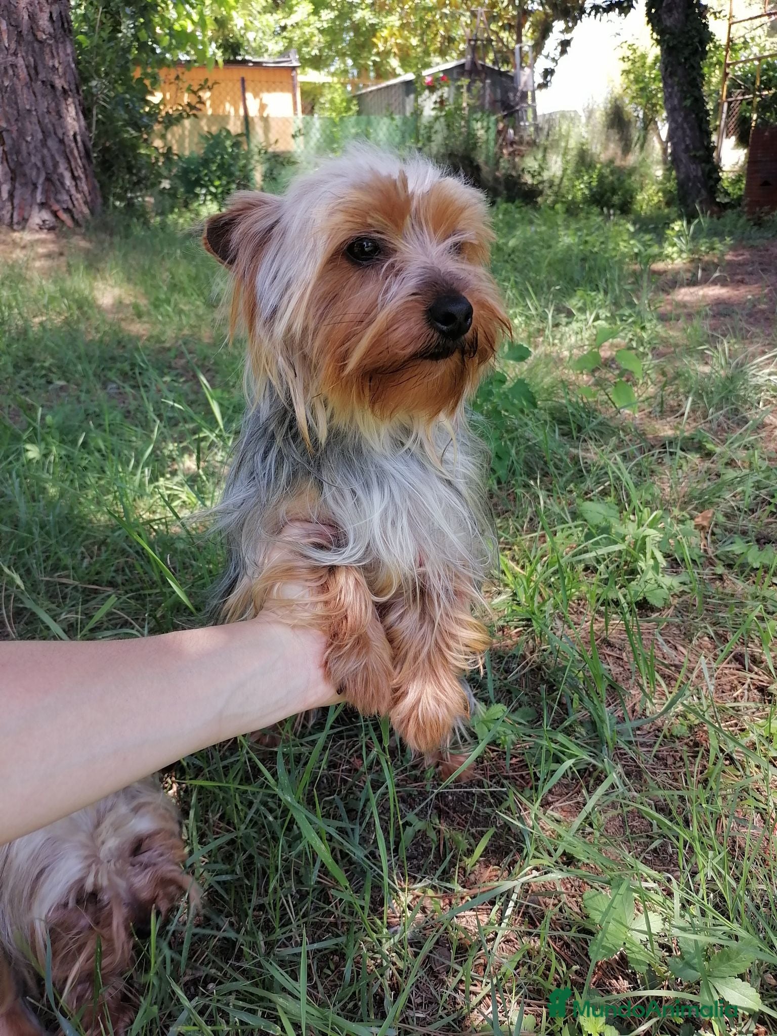 Yorkshire Terrier perros CACHORROS YORKSHIRE TERRIER - Anuncio 2