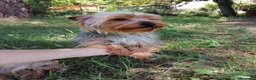 Yorkshire Terrier perros en venta: CACHORROS YORKSHIRE TERRIER - Anuncio 1