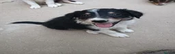 Border Collie perros en venta: Cachorros de border collie - Anuncio 16