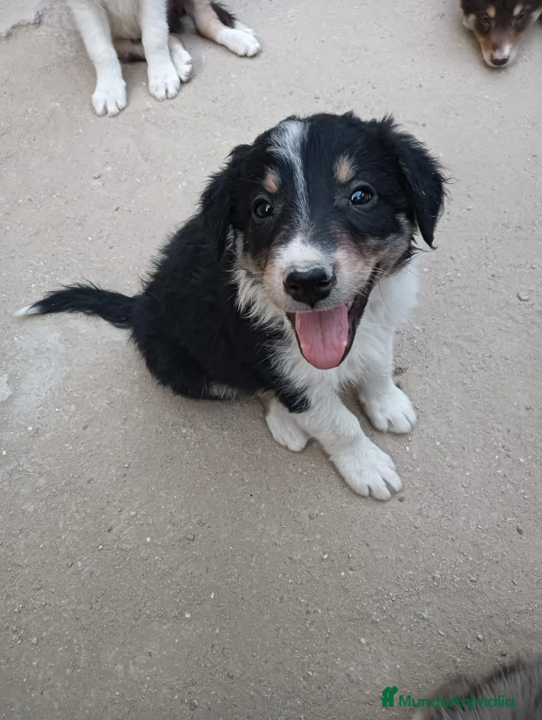 Border Collie perros en venta: Cachorros de border collie - Anuncio 16