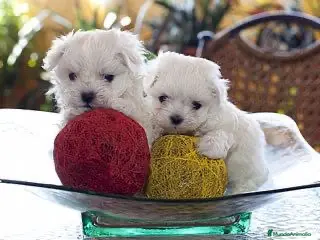 Bichón Maltés perros BICHON MALTÉS MÁLAGA !!! - Anuncio 5