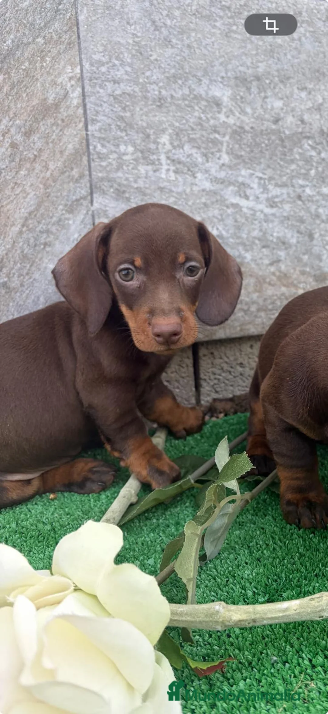 Teckel perros en venta: Teckel varias tonalidades  - Anuncio 1