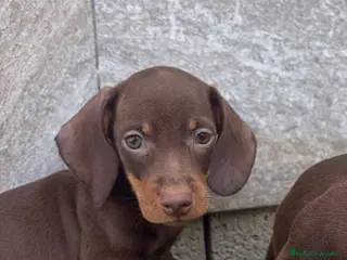 Teckel perros en venta: Teckel varias tonalidades - Anuncio 1