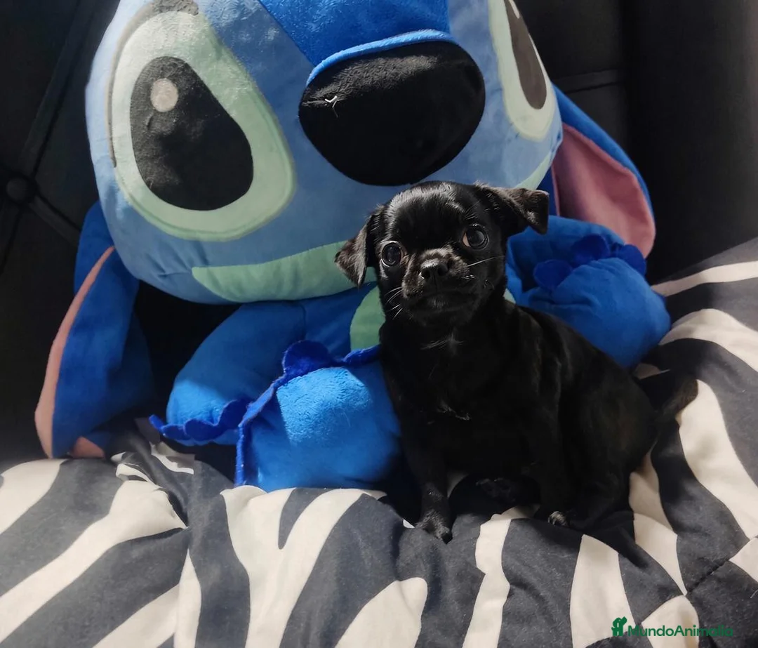 Chihuahua perros en venta: Disponible chihuahua toy  - Anuncio 2