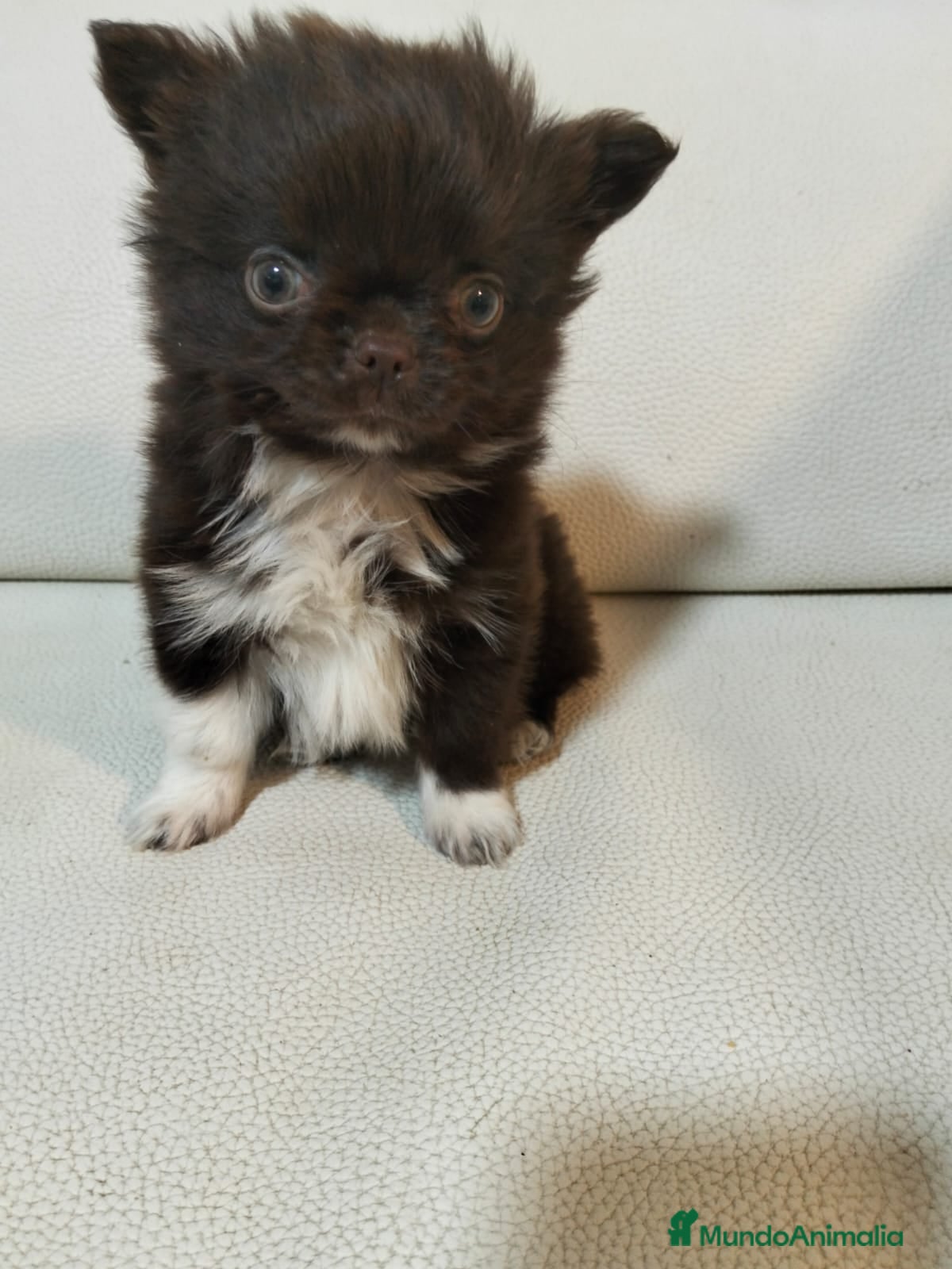 Chihuahua perros Chihuahua macho chocolate  - Anuncio 1