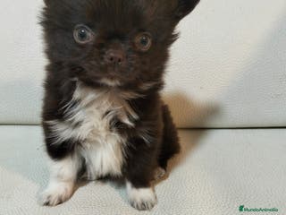 Chihuahua perros Chihuahua macho chocolate - Anuncio 1