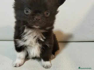 Chihuahua perros Chihuahua macho chocolate - Anuncio 30