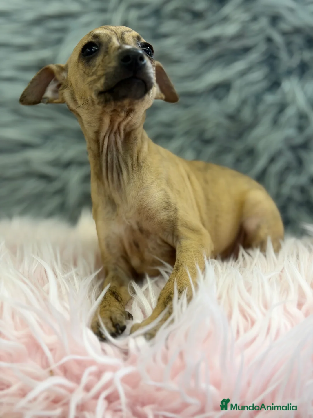 Pequeño Lebrel Italiano perros en venta: Piccolo italiana atigrada   - Anuncio 2