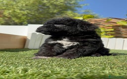 Perro de Agua Español perros en venta: PERRO DE AGUA ESPAÑOL HEMBRA - Imagen 12