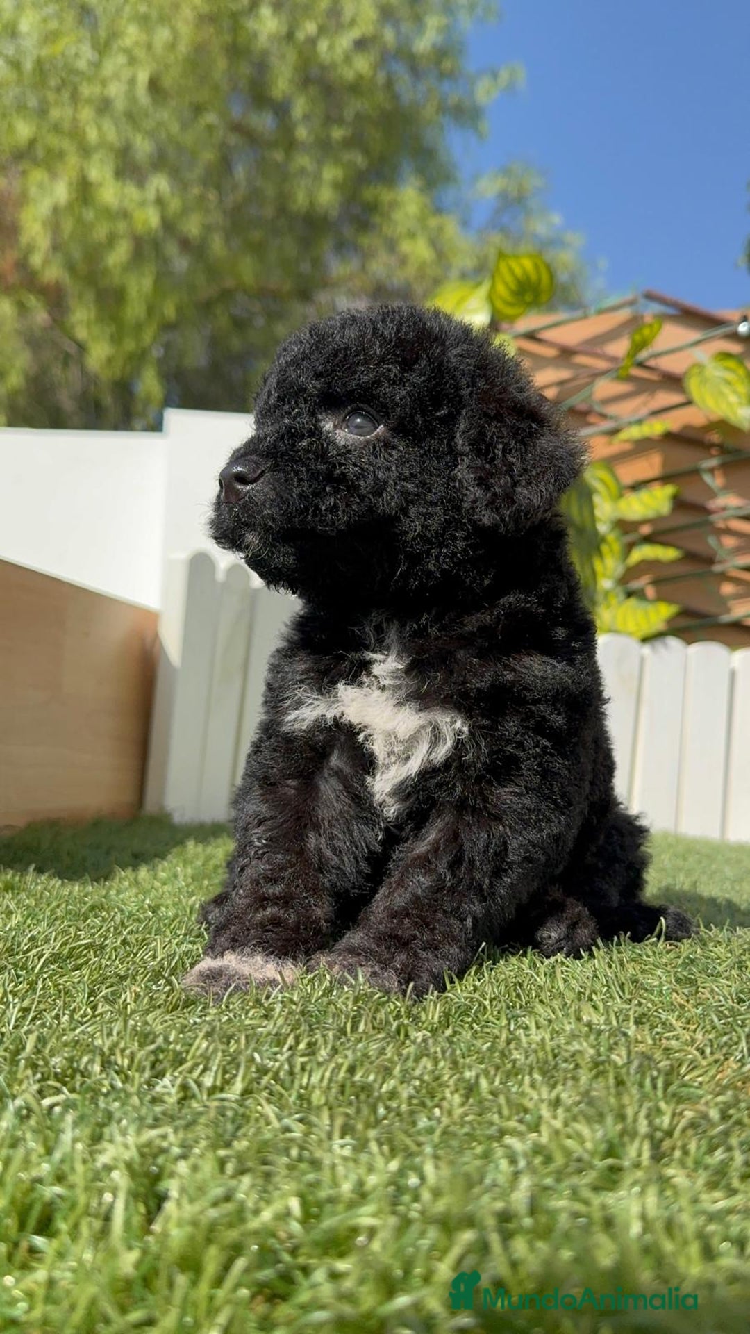 Perro de Agua Español perros en venta: PERRO DE AGUA ESPAÑOL HEMBRA - Imagen 12