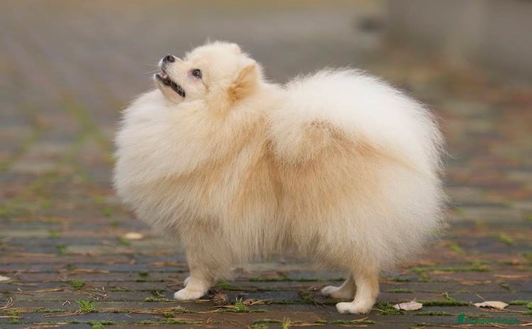 Pomerania perros - Anuncio 1