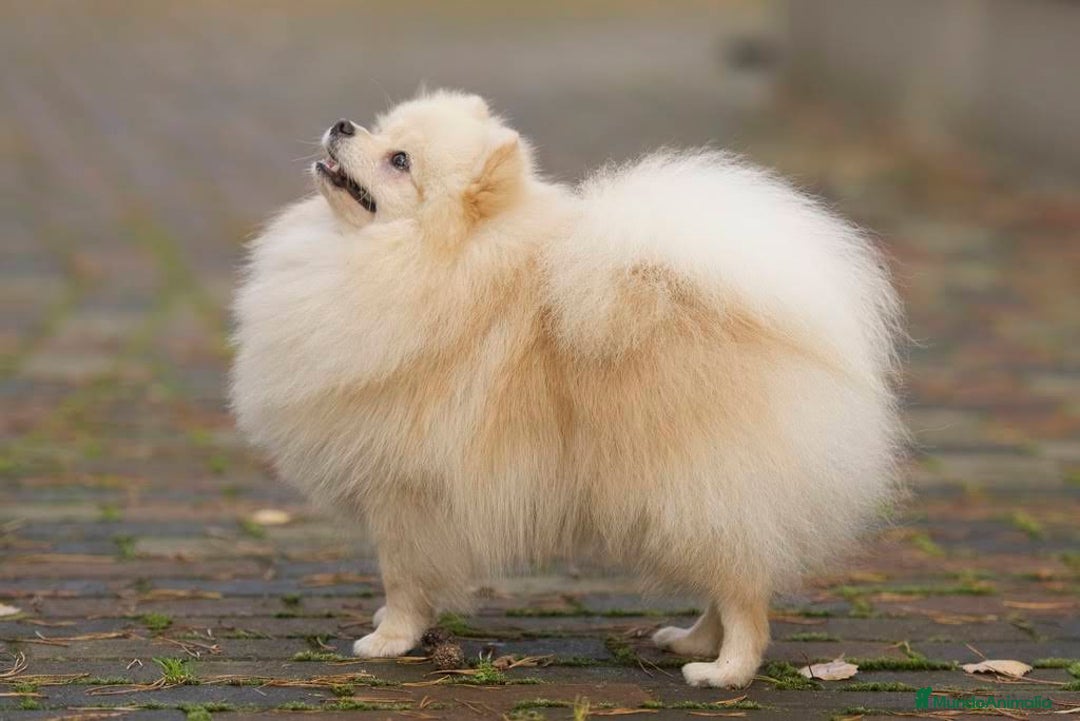 Pomerania perros en adopcion: Adopción pomerania - Imagen 1