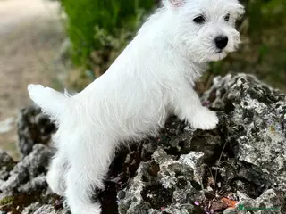 West Highland White Terrier perros Westys Hembras !!! - Anuncio 1