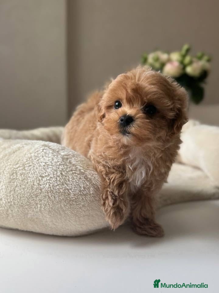 Maltipoo perros Pequeños Maltipoo Toy 🧸💕 - Anuncio 4