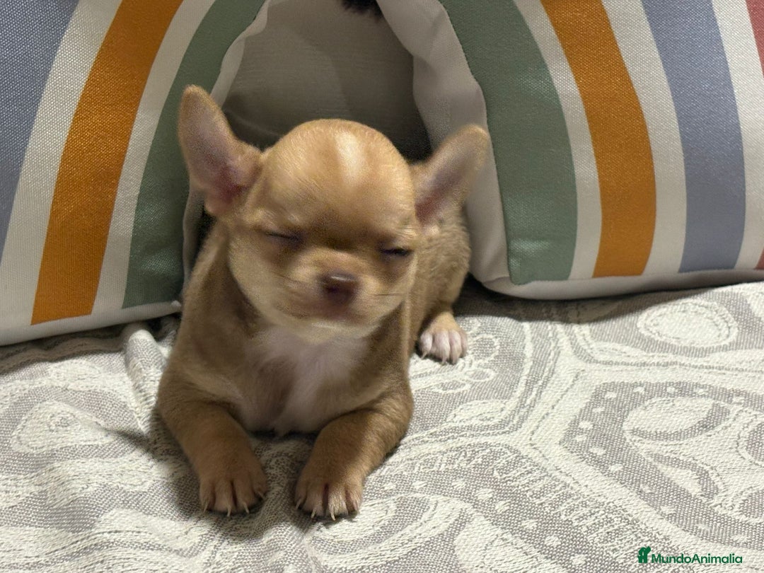Chihuahua perros en venta: Exclusivos chihuahuas rusos - Imagen 14