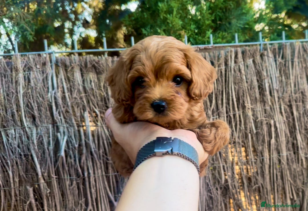 Maltipoo perros en venta: Maltipoo preciosos  - Imagen 2