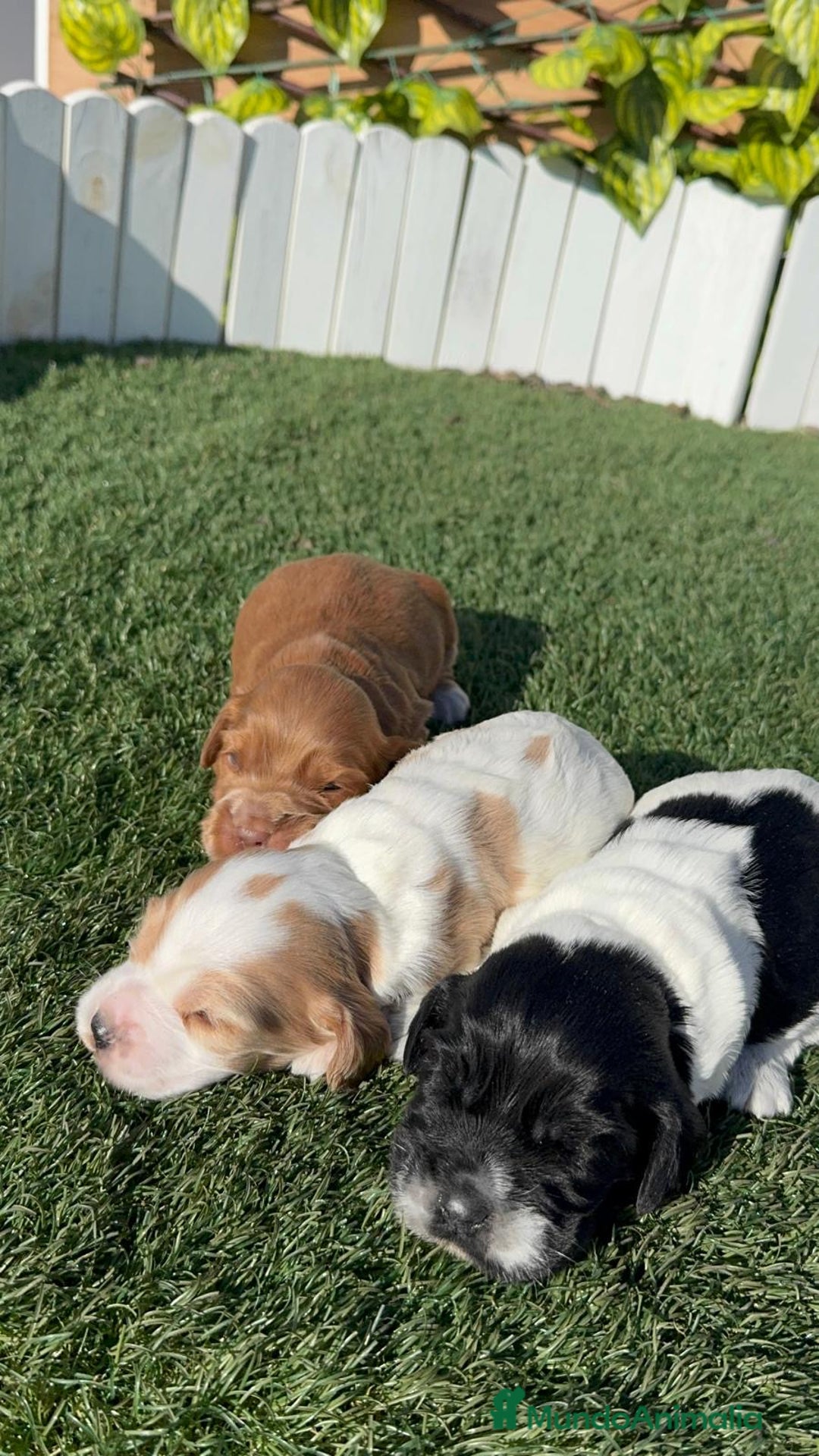 Cocker Spaniel Inglés perros en venta: COCKER SPANIEL INGLES - Anuncio 14