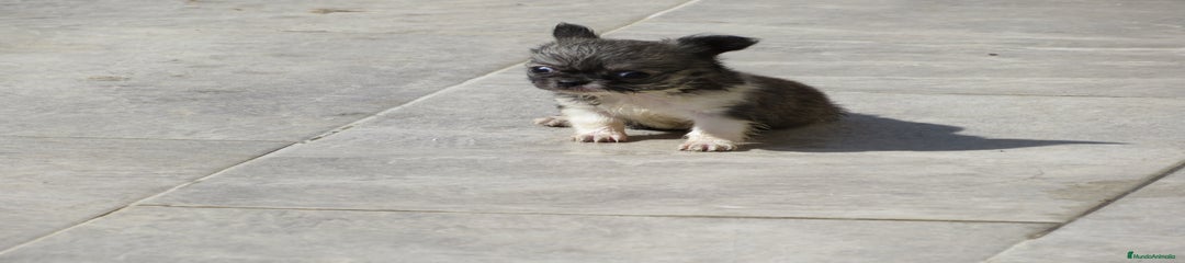 Chihuahua Cachorro 9