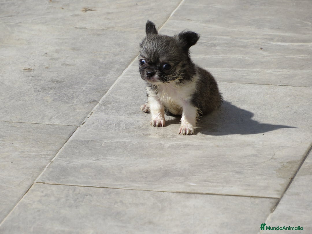 Chihuahua perros en venta: Chihuahuas - Imagen 9