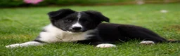 Border Collie perros en venta: Border collie  - Anuncio 2
