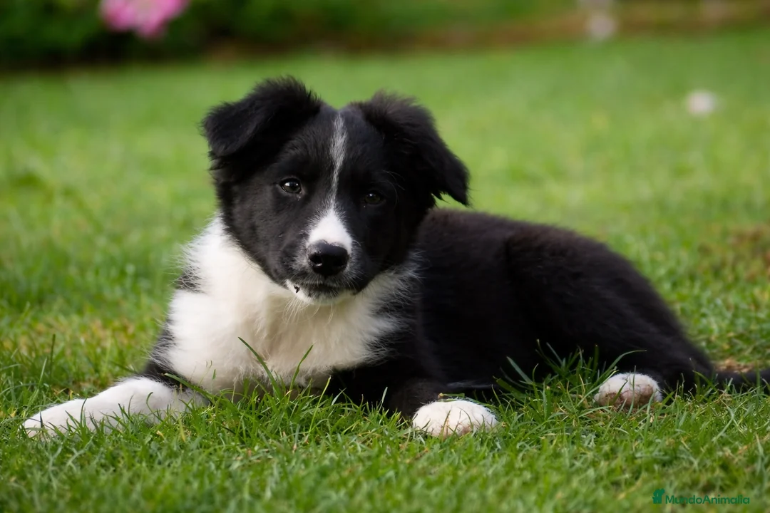 Border Collie perros en venta: Border collie  - Anuncio 2