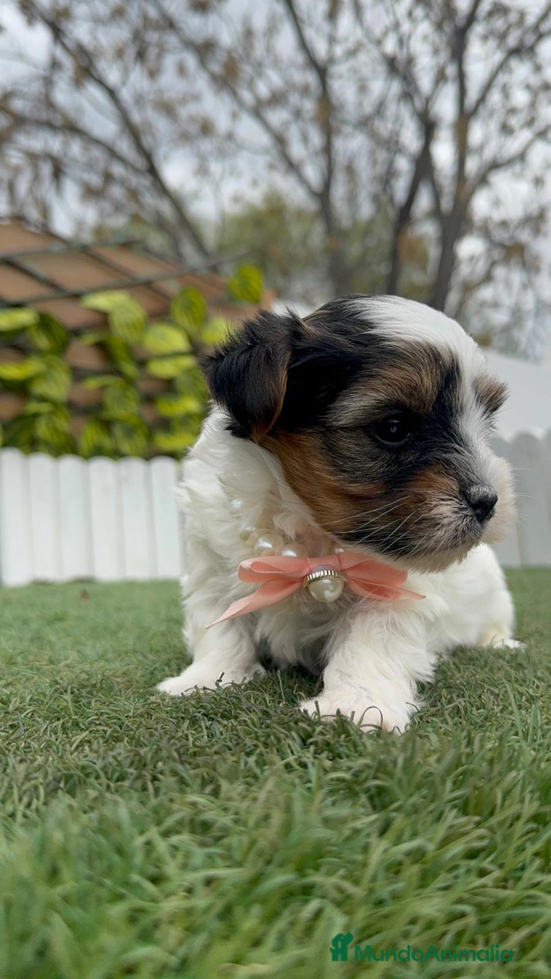 Yorkshire Terrier perros en venta: YORKSHIRE BIEWER HEMBRA - Anuncio 9