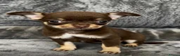 Chihuahua perros en venta: Chihuahua - Anuncio 2