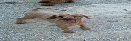 Caniche Enano perros en venta: Macho adulto caniche enano rojo - Anuncio 3