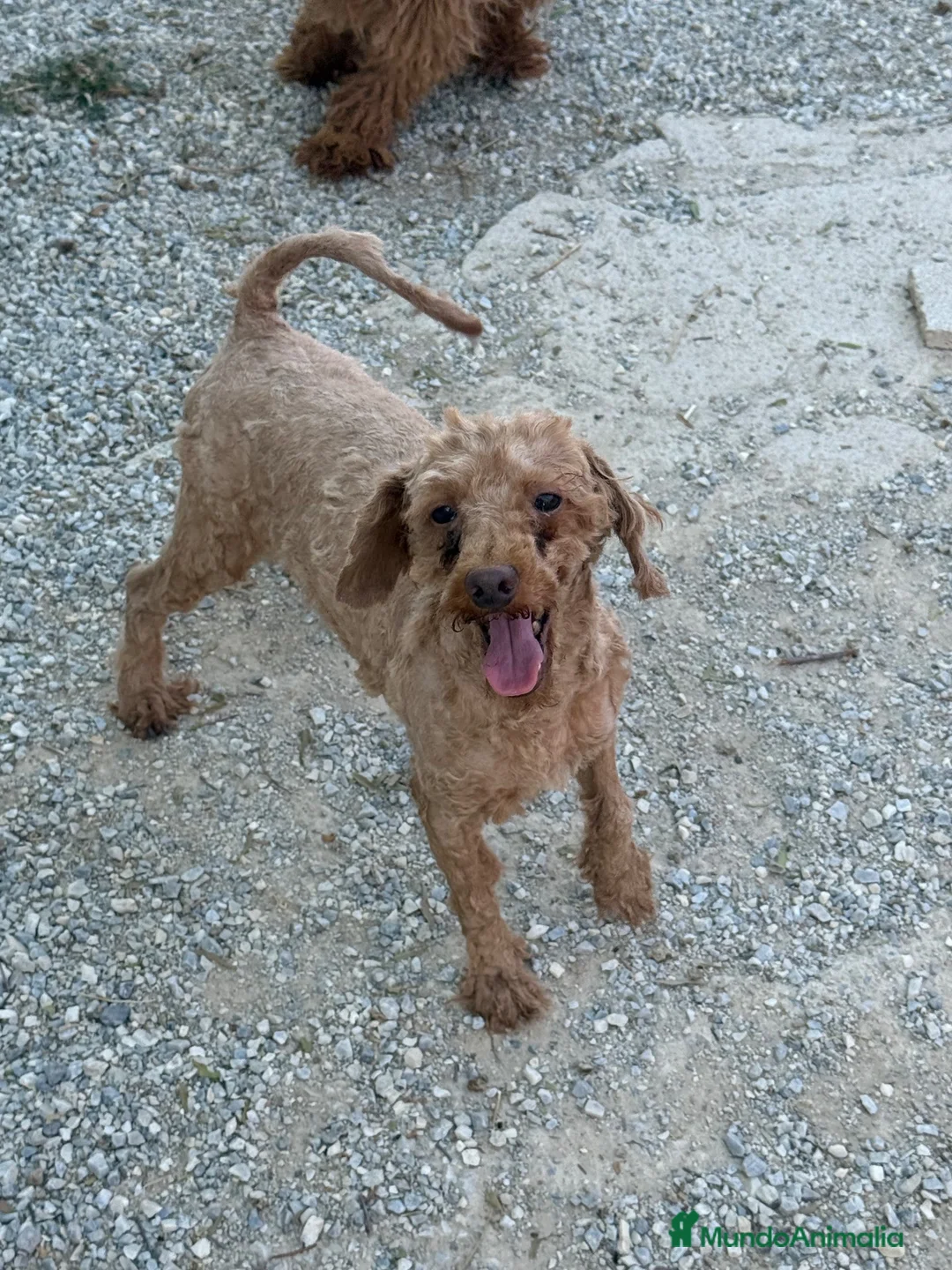 Caniche Enano perros en venta: Macho adulto caniche enano rojo - Anuncio 3