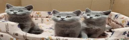 Británico de Pelo Corto Azul gatos en venta: British Shorthair  - Anuncio 2