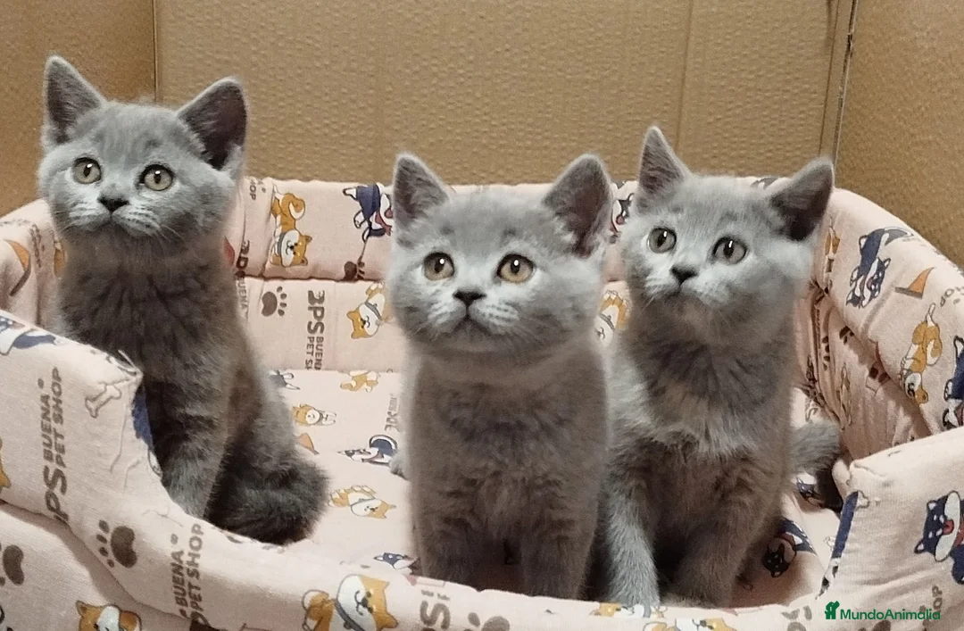 Británico de Pelo Corto Azul gatos en venta: British Shorthair  - Anuncio 2