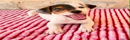 Jack Russell Terrier perros en venta: Jack Russell Terrier macho  - Anuncio 7