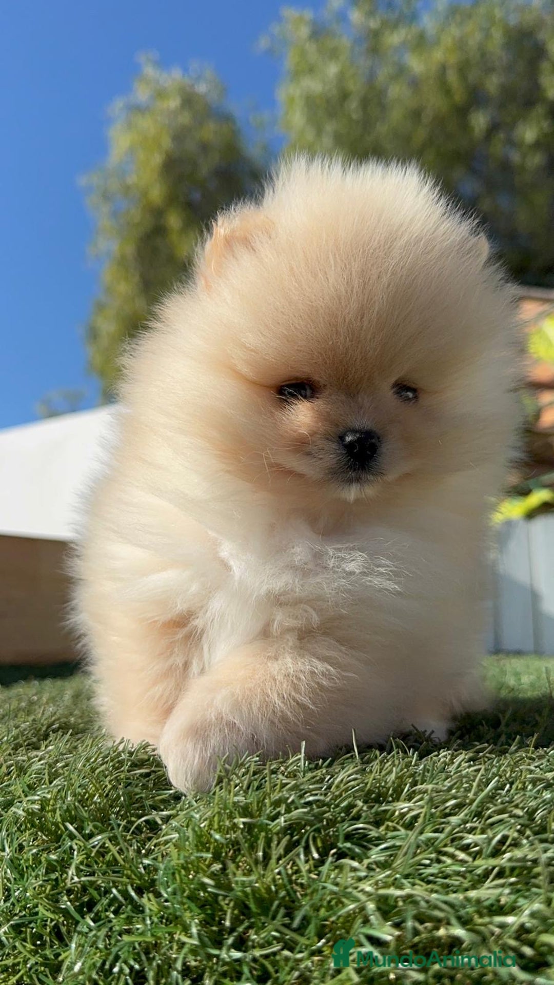 Pomerania perros en venta: POMERANIA CARITA DE OSITO - Anuncio 14