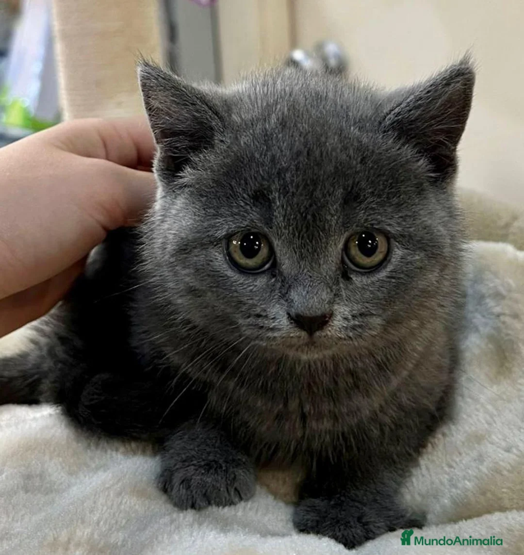 Británico de Pelo Corto gatos en venta: British shorthair  - Anuncio 2