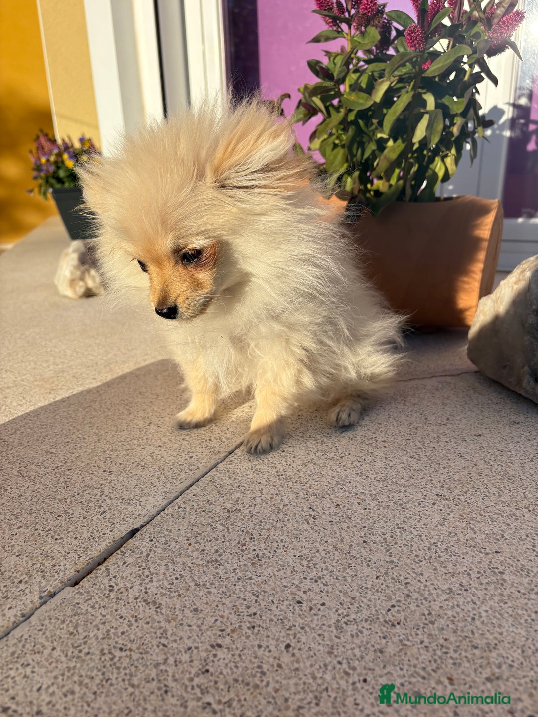 Pomerania perros en venta: Lulu Pomerania Micro Toy  - Anuncio 7