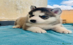 Husky Siberiano perros en venta: Cachorro husky - Imagen 5
