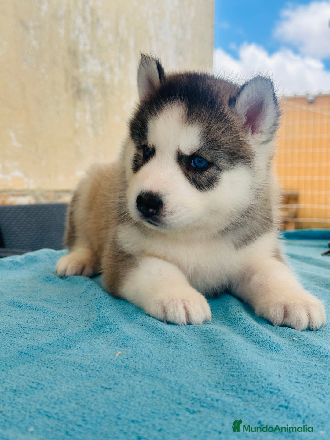 Husky Siberiano perros en venta: Cachorro husky - Imagen 5