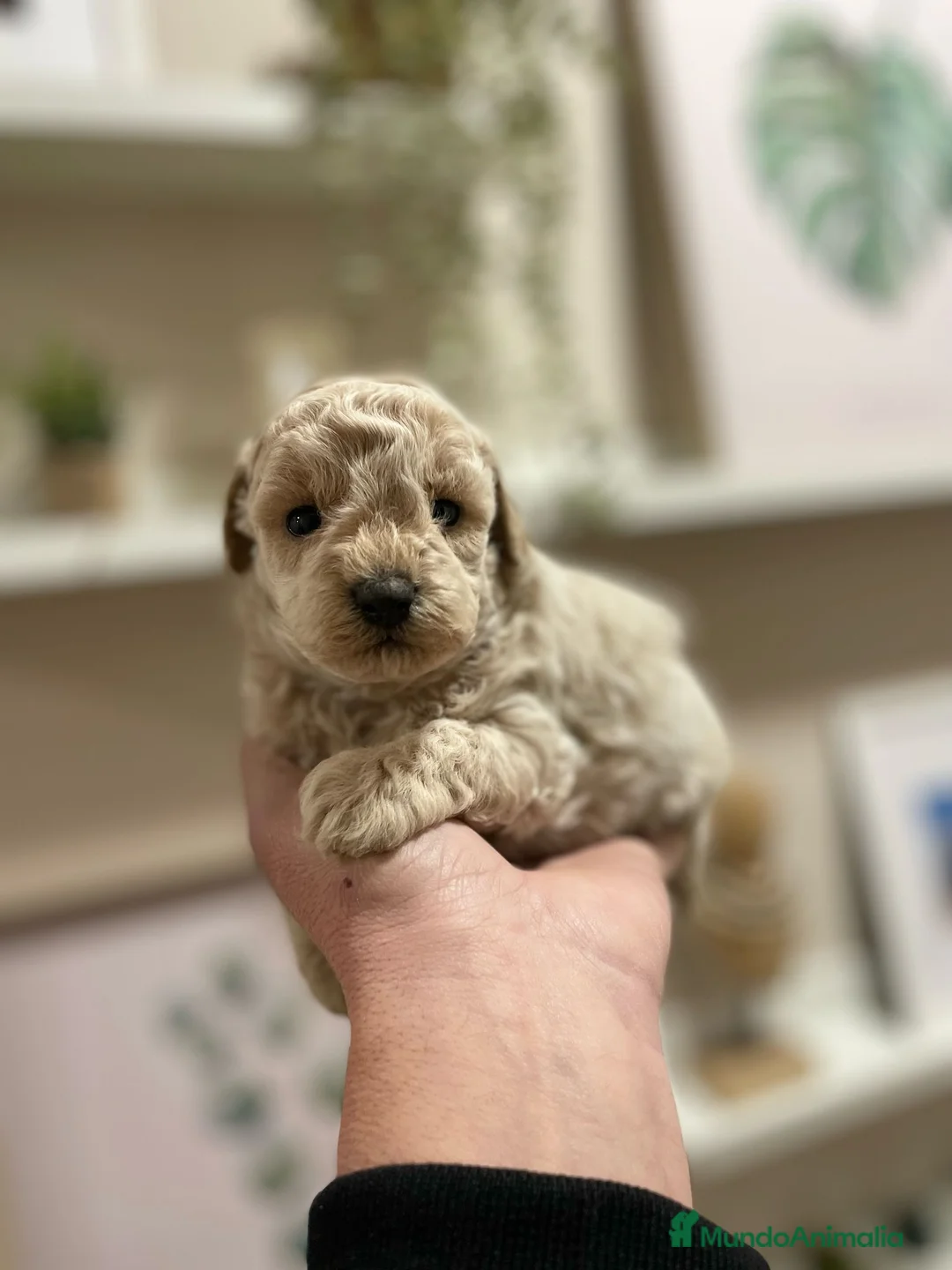 Maltipoo perros en venta: maltipoo  en Zaragoza - Anuncio 1