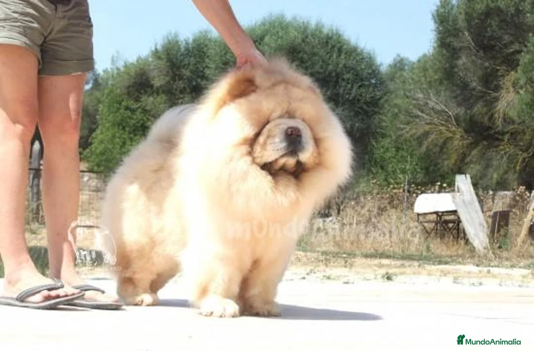 Imagen de galería {{count}}