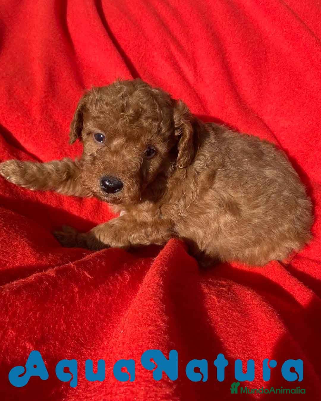 Caniche Toy perros Caniche Macho 7351 de Camila - AQUANATURA en Barcelona - Anuncio 24