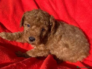 Caniche Toy perros Caniche Macho 7351 de Camila - AQUANATURA en Barcelona - Anuncio 17