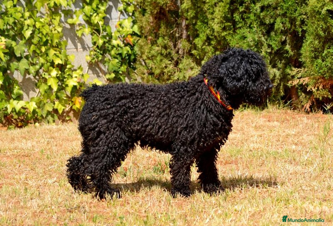 Perro de Agua Español perros en venta: Camada perro de agua español  - Anuncio 24