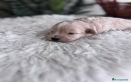 Maltipoo perros en venta: MALTIPOO MACHO - Imagen 2