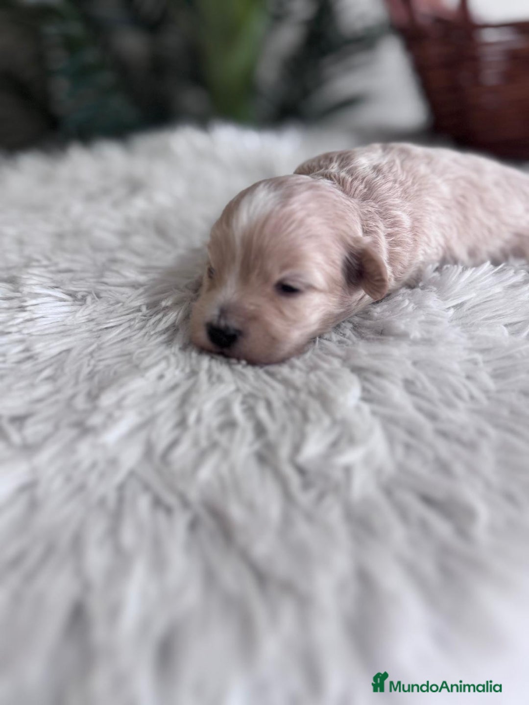 Maltipoo perros en venta: MALTIPOO MACHO - Imagen 2