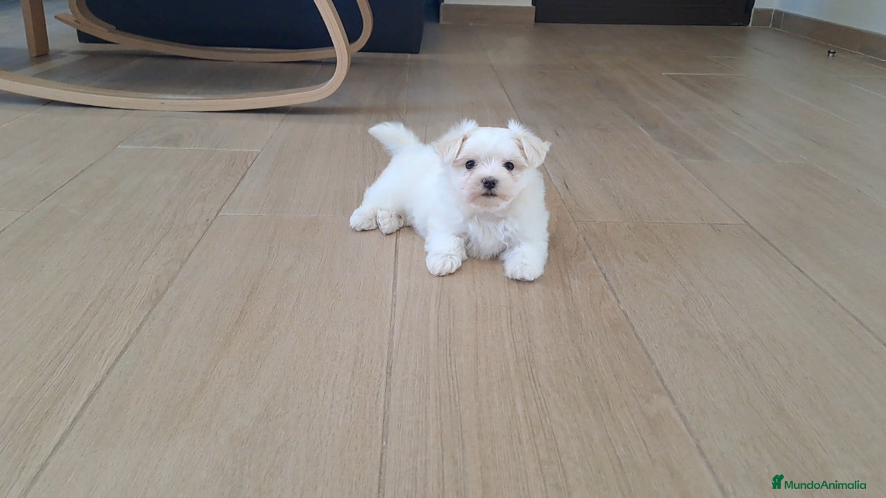 Bichón Maltés perros Cachorrita de Bichon Maltes  - Anuncio 1