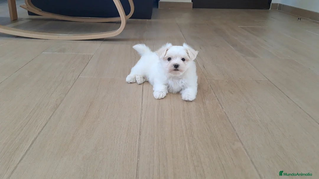 Bichón Maltés perros en venta: Cachorrita de Bichon Maltes  - Anuncio 1