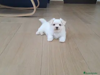 Bichón Maltés perros Cachorrita de Bichon Maltes - Anuncio 1
