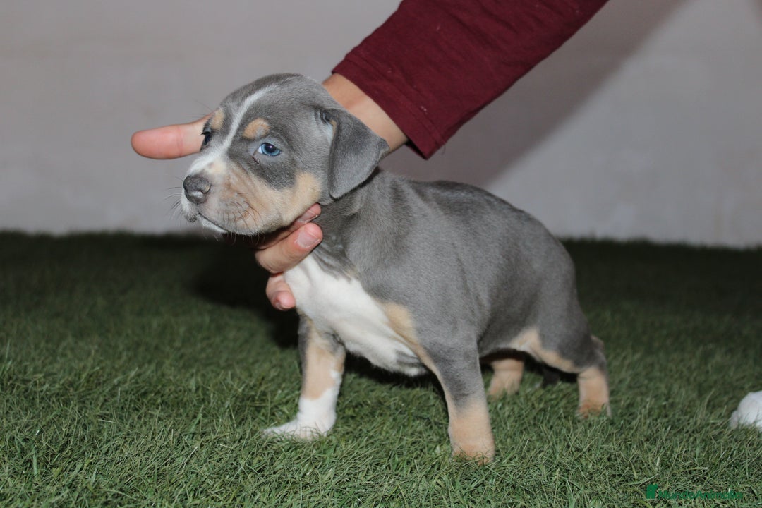 American Pit Bull Terrier perros en venta: American pitbull terrier criados en casa - Imagen 4